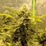 урожайные семена конопли AK-48 feminised Nirvana Seeds