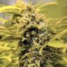 семена конопли недорого AK-48 feminised Nirvana Seeds