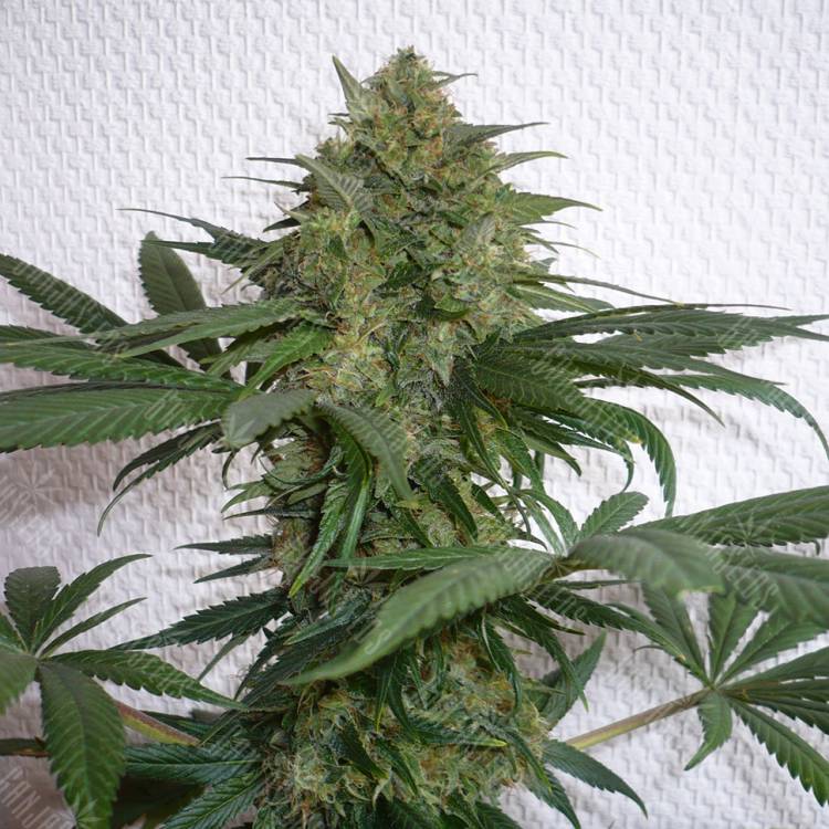 семена конопли гидропоники Mohan Ram feminised Sweet Seeds семена конопли гидропоники Mohan Ram feminised Sweet Seeds