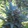 семена конопли дешево Mohan Ram feminised Sweet Seeds семена конопли дешево Mohan Ram feminised Sweet Seeds