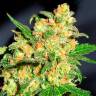 Семена Auto Bruce Banner feminised Ganja Seeds