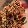 Семена конопли Auto Bruce Banner feminised Ganja Seeds
