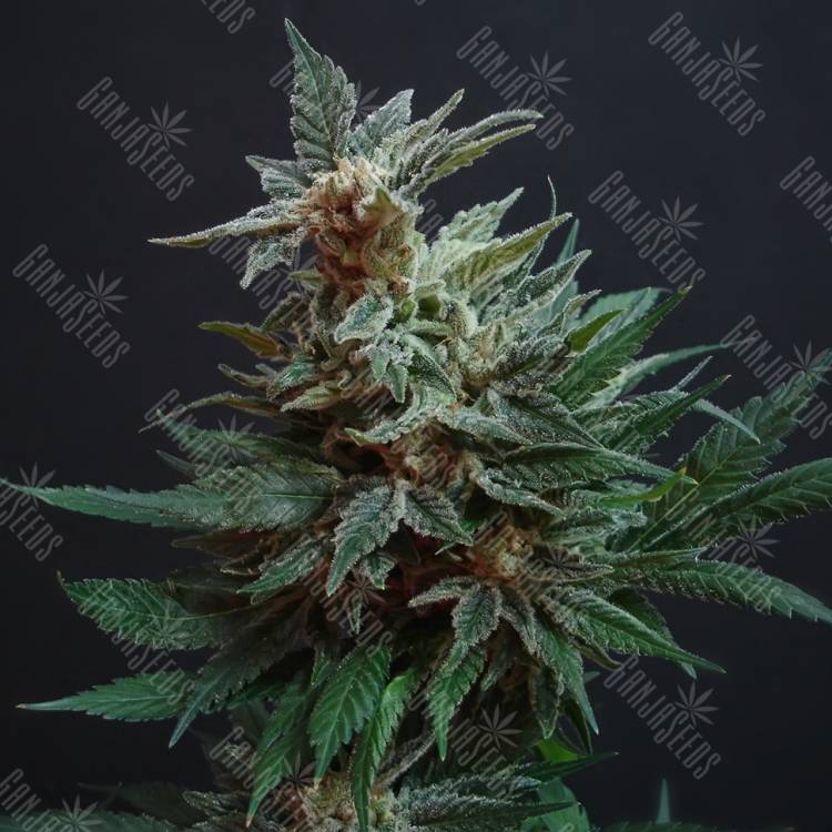 конопля семена сорта заказать Arjan's Strawberry Haze feminised Green House Seeds