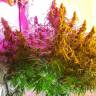 Mazar feminised Dutch Passion Seeds