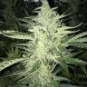 Auto Cheese feminised Dinafem Seeds