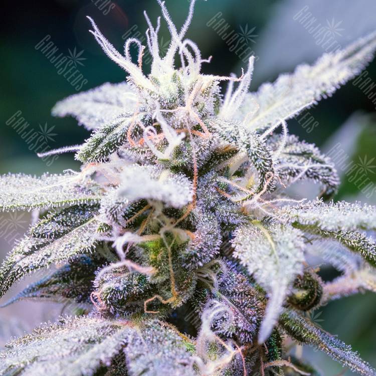 фотопериодные сорта конопли Himalaya Blue Diesel regular