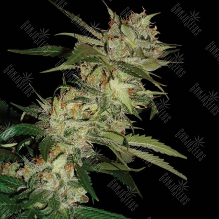 семена конопли курьером Sleestack x Skunk regular DNA Genetics