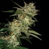 семена конопли курьером Sleestack x Skunk regular DNA Genetics