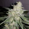 семена конопли в фирменной упаковке Auto Gelato feminised Fast Buds