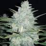 автоцветущие семена конопли Auto Gelato feminised Fast Buds