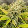заказ семян конопли Спб Aurora Indica feminised Nirvana Seeds