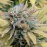 заказ семян конопли Москва Aurora Indica feminised Nirvana Seeds