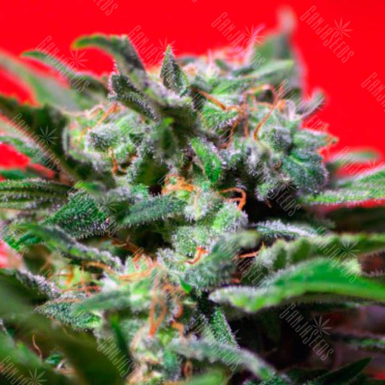 семена конопли Ganesh Spirit feminised Sweet Seeds семена конопли Ganesh Spirit feminised Sweet Seeds