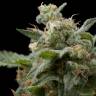 мощные семена конопли Super Hash feminised Pyramid Seeds
