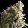 семена конопли в фирменной упаковке Super Hash feminised Pyramid Seeds