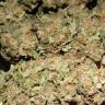 семена конопли интернет магазин Super Hash feminised Pyramid Seeds