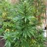 семена конопли курьером Special Kush 1 feminised Royal Queen