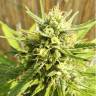 семена конопли для выращивания Special Kush 1 feminised Royal Queen