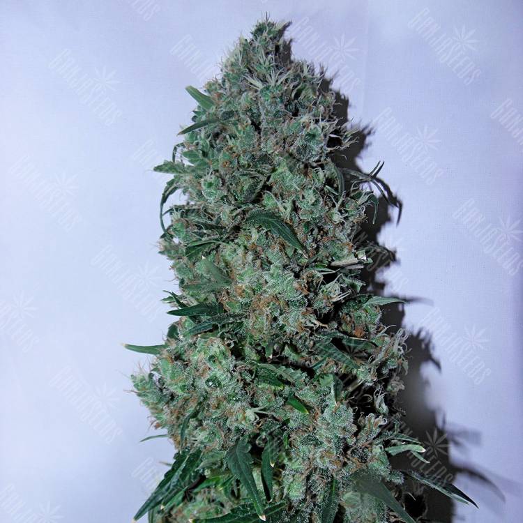 семена конопли с доставкой Psicodelicia feminised Sweet Seeds семена конопли с доставкой Psicodelicia feminised Sweet Seeds