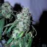 семена конопли в фирменной упаковке Psicodelicia feminised Sweet Seeds семена конопли в фирменной упаковке Psicodelicia feminised Sweet Seeds