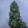 семена конопли интернет магазин Psicodelicia feminised Sweet Seeds семена конопли интернет магазин Psicodelicia feminised Sweet Seeds
