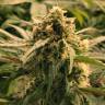 Семена конопли Auto Haze CBD feminised Ganja Seeds