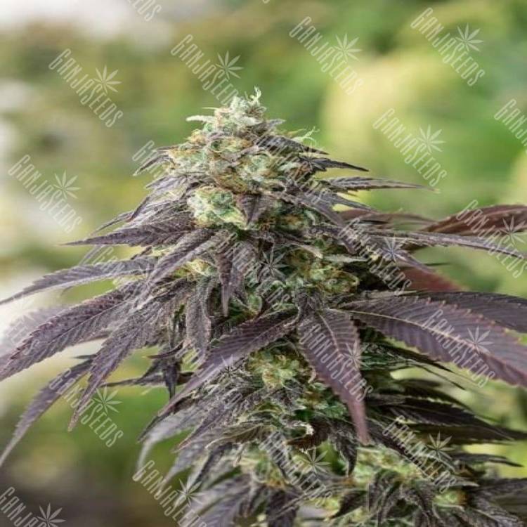 Head Band feminised Ganja Seeds купить семена каннабиса в России Head Band feminised Ganja Seeds купить семена каннабиса в России