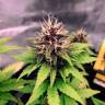 купить семенам конопли Auto Black Opium feminised Ganja Seeds
