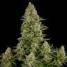 Auto Elektra feminised GanjaVIP Seeds
