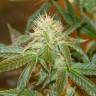 заказ семян конопли Спб Super Silver Haze feminised Green House Seeds