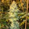 семена индийской конопли Super Silver Haze feminised Green House Seeds