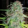 заказ семян конопли Москва Super Silver Haze feminised Green House Seeds