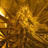 семена конопли индика Super Silver Haze feminised Green House Seeds