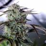 Night Queen feminised Dutch Passion Seeds