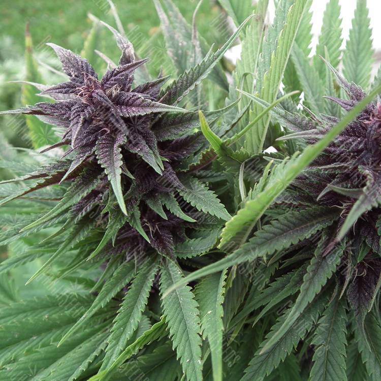 семена конопли Москва Hollands Hope regular Ganja Seeds