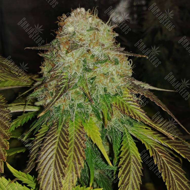 семена конопли для курения Sour Diesel #2 feminised Humboldt Seeds семена конопли для курения Sour Diesel #2 feminised Humboldt Seeds