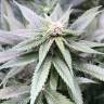 семена конопли почтой Blackjack feminised Nirvana Seeds