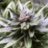где заказать семена конопли Blackjack feminised Nirvana Seeds