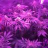 урожайные семена конопли Super OG Kush feminised Pyramid Seeds