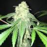 семена конопли медицинской S.A.D. Sweet Afgani Delicious CBD feminised Sweet Seeds семена конопли медицинской S.A.D. Sweet Afgani Delicious CBD feminised Sweet Seeds