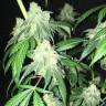 качественные семена конопли S.A.D. Sweet Afgani Delicious CBD feminised Sweet Seeds качественные семена конопли S.A.D. Sweet Afgani Delicious CBD feminised Sweet Seeds
