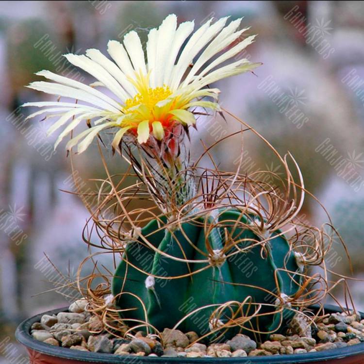 Семена кактуса Astrophytum senile var. aureum P 289 Семена кактуса Astrophytum senile var. aureum P 289