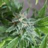 Vertigo feminised Ganja Seeds