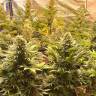 семенам конопли Auto Banana Punch feminised Ganja Seeds