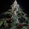 элитные сорта конопли Auto White Russian XXL feminised
