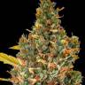 купить семена конопли в магазине Auto White Russian XXL feminised