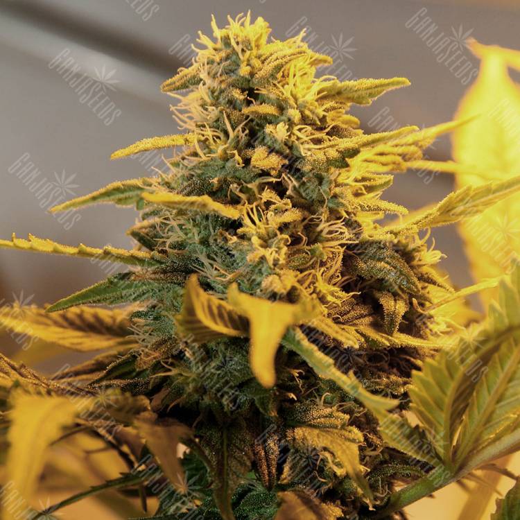 семена конопли почтой Great White Russian feminised