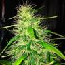 Auto Kronos feminised GanjaVIP Seeds