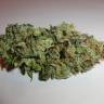 Auto Kronos feminised GanjaVIP Seeds