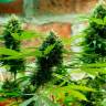 Auto Kronos feminised GanjaVIP Seeds